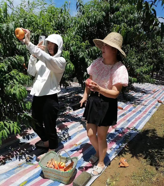 蜜桃挂满枝 采摘乐趣多