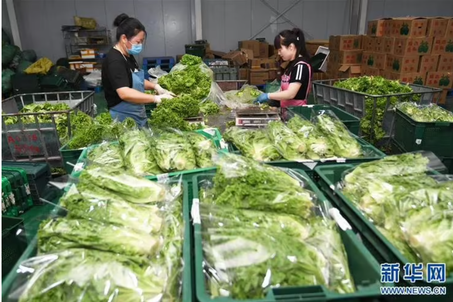 京津冀地区菜篮子运行平稳