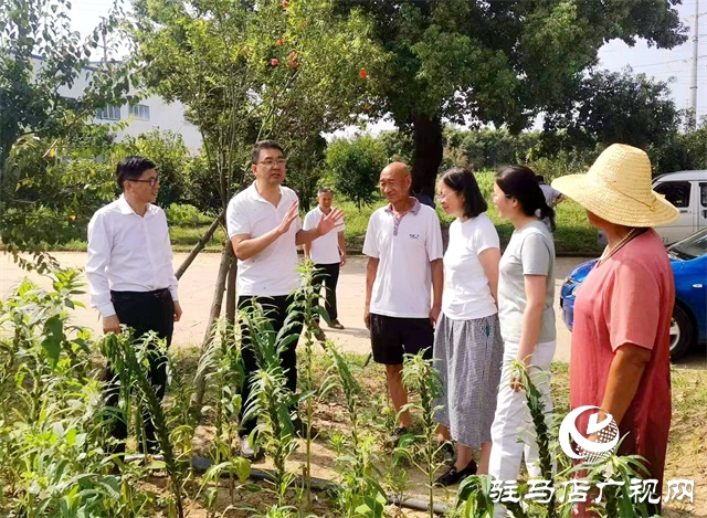 省农科院专家到正道油业调研适合机械化收获芝麻新品种