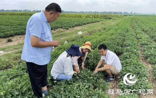 泌阳：农技服务到田间