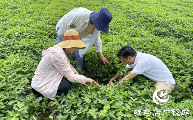 泌阳：农技服务到田间