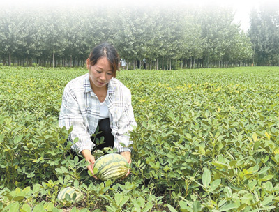央媒观豫 | 记者跟访河南开封瓜农一整天—— 随鲁小国卖瓜