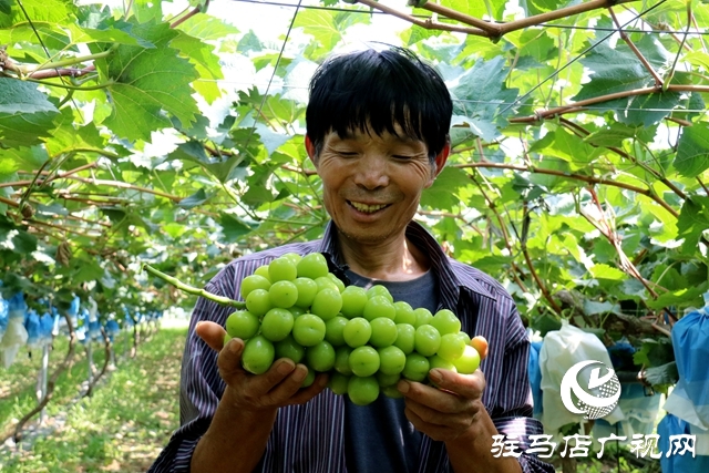 泌阳县春水镇邓湾村：葡萄挂满藤 “葡”写致富曲