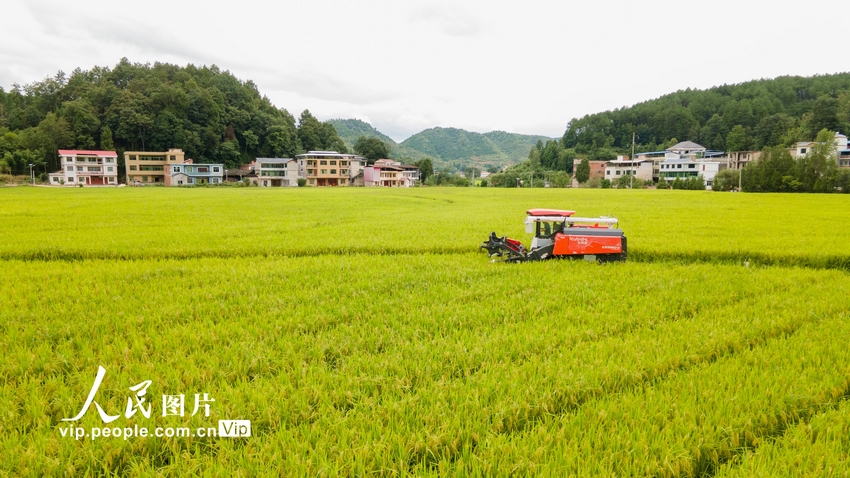 贵州岑巩：制种水稻收割忙