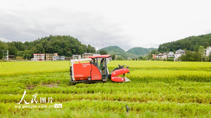 贵州岑巩：制种水稻收割忙