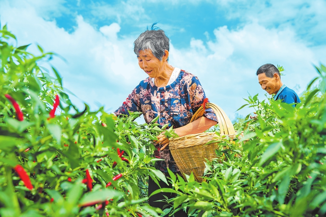 新时代 新征程 新伟业丨辣椒产业富百姓