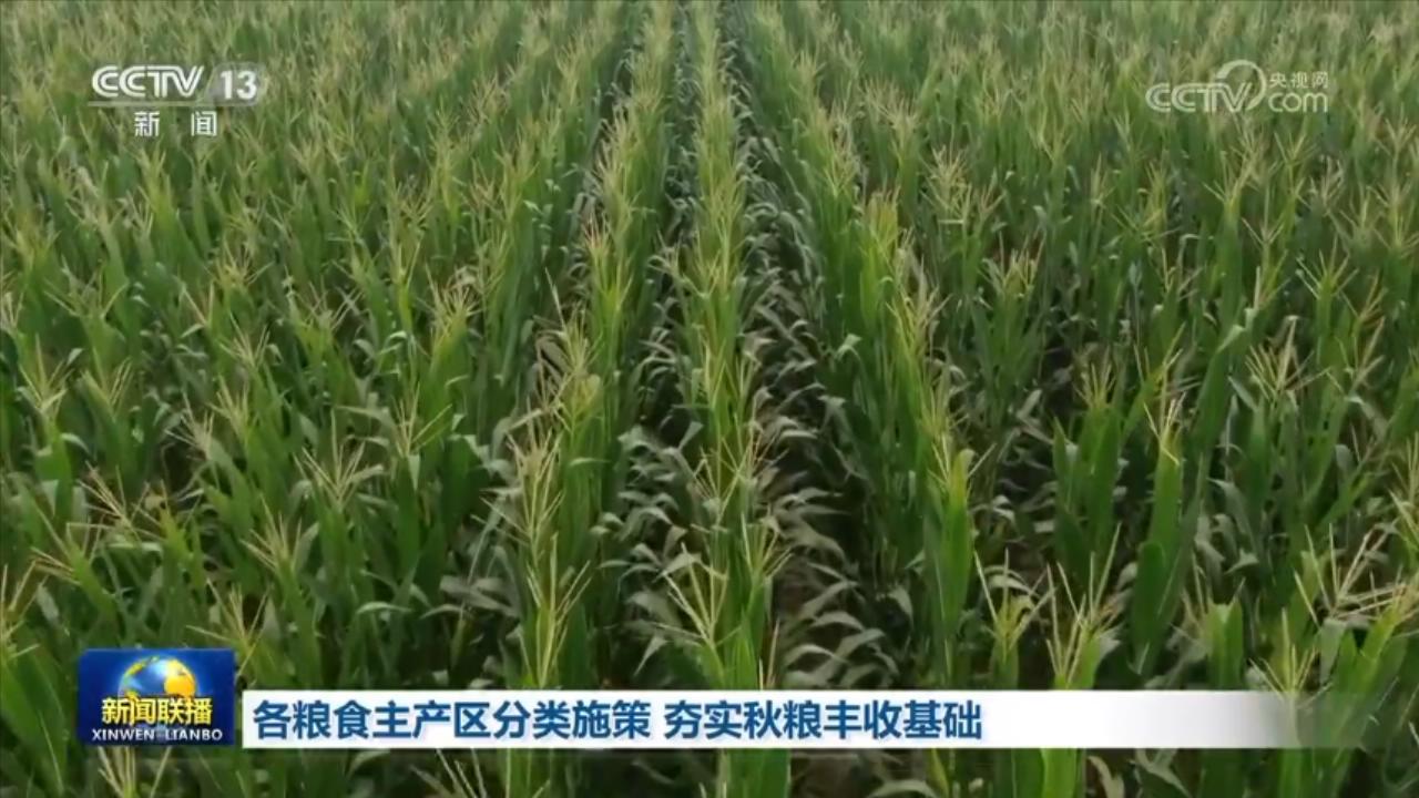 各粮食主产区分类施策 夯实秋粮丰收基础