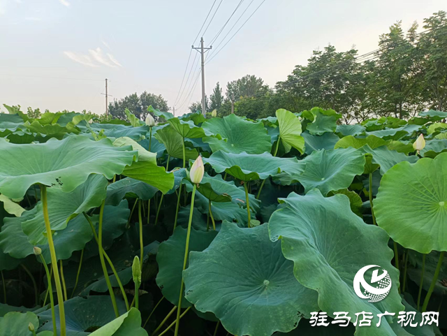 汝南县三门闸街道：莲藕产业助推乡村振兴