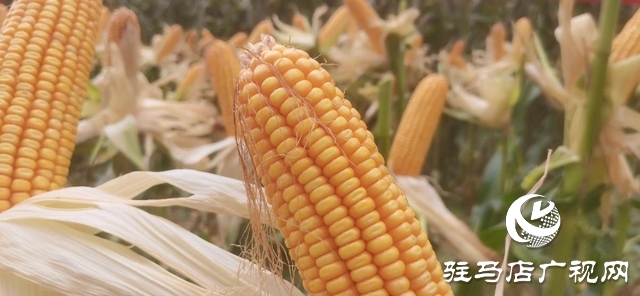 汝南县：开展玉米实打测产 奠定粮食生产基础