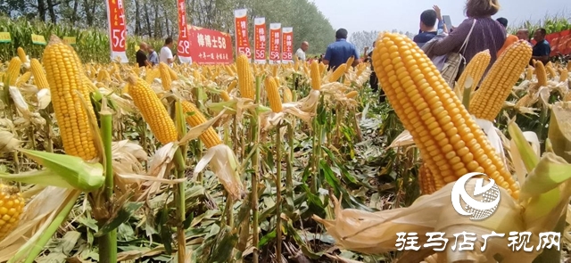 汝南县：开展玉米实打测产 奠定粮食生产基础