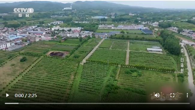 央媒观豫 | 河南85岁爷爷用大半辈子选育好吃的猕猴桃