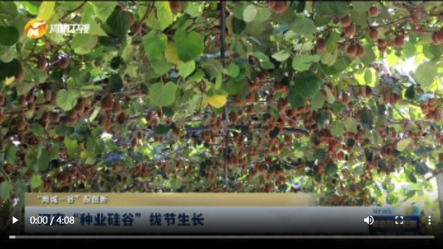 河南“种业硅谷”拔节生长丨“两城一谷”探创新