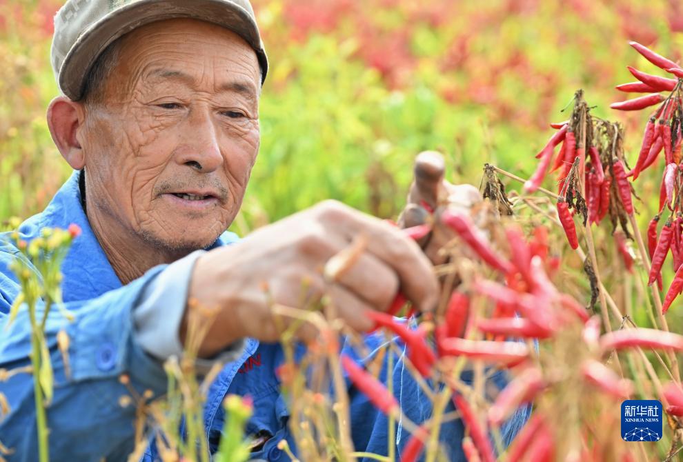 河北滦州辣椒丰收