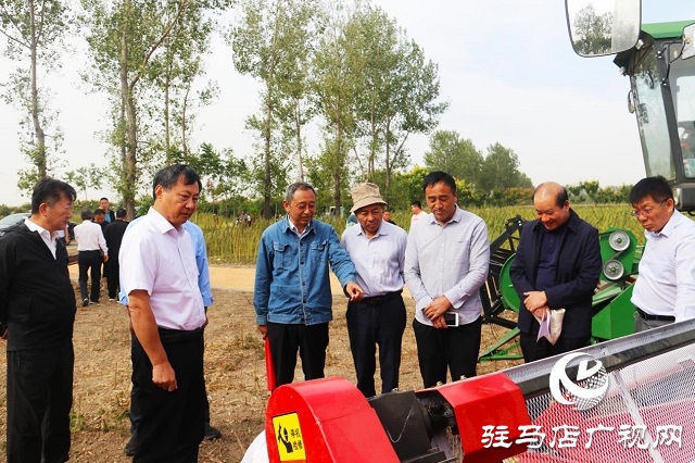 河南省农业良种联合攻关项目——宜机收芝麻在驻马店顺利收割