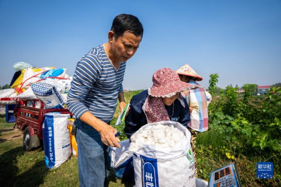 湖南南县：棉花喜丰收