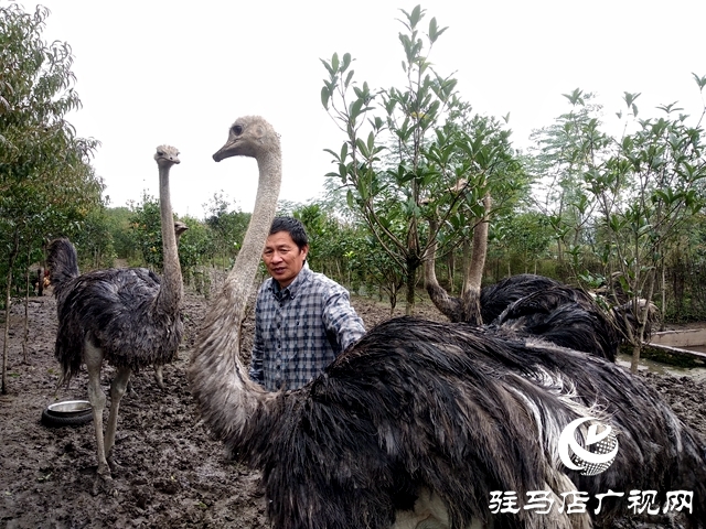 正阳县：家庭农场解锁乡村致富“密码”