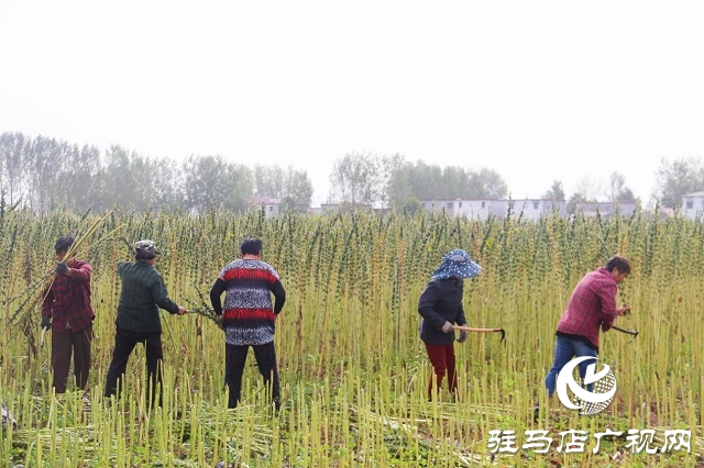 河南省农业良种联合攻关项目——宜机收芝麻在驻马店顺利收割