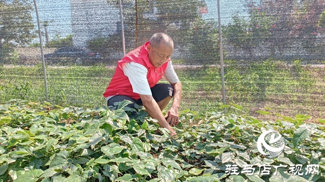 平舆：乘借“中国药谷”建设东风 拓宽农民增收致富路