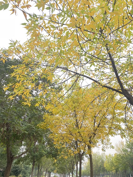 “豫健”二十四节气丨霜降至，快给鼻子穿件“保暖衣”