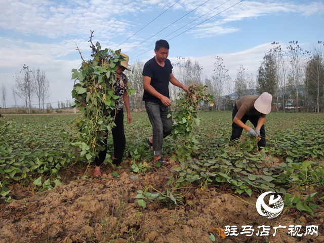 泌阳县：红薯种植带来助农增收“新”薯光