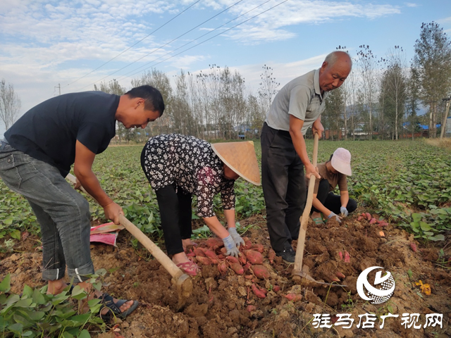 泌阳县：红薯种植带来助农增收“新”薯光