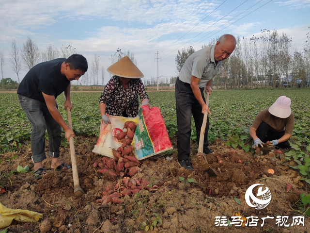 泌阳县：红薯种植带来助农增收“新”薯光