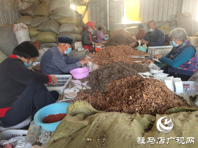 泌阳县：“小艾草”成为乡村振兴路上的“致富宝”