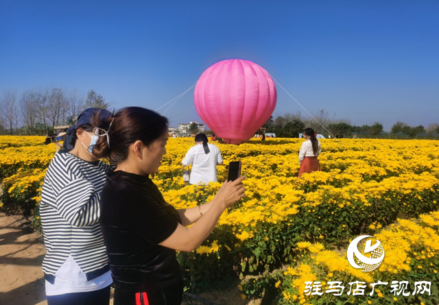 驿城区诸市镇：菊花飘香迎佳客