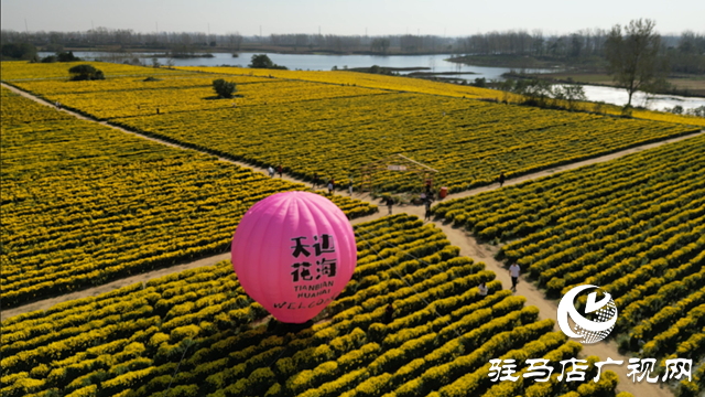 驿城区诸市镇：菊花飘香迎佳客