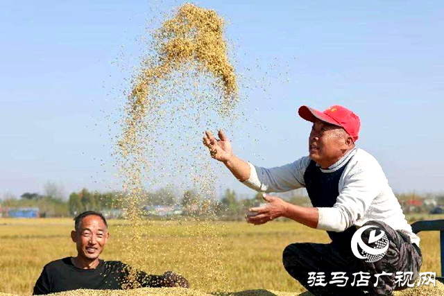 汝南县：千亩稻田喜获丰收