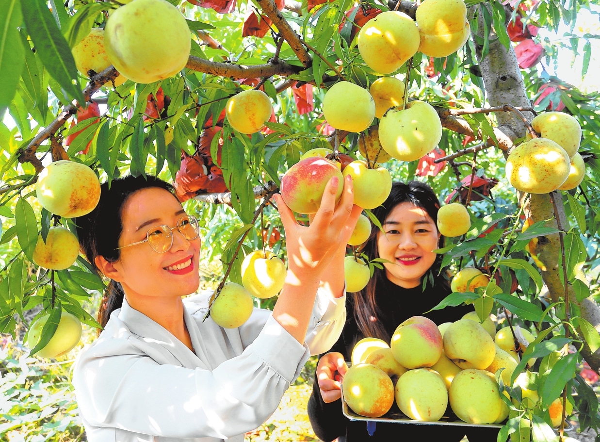 优化产业结构 发展种植冬桃