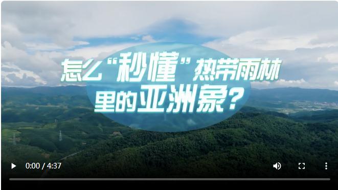 中国式现代化·青年的回答丨怎么“秒懂”热带雨林里的亚洲象？