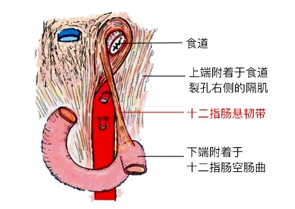 就想尝尝啥味儿!驻马店9岁男孩连吃5枚 肠子竟穿了4个洞