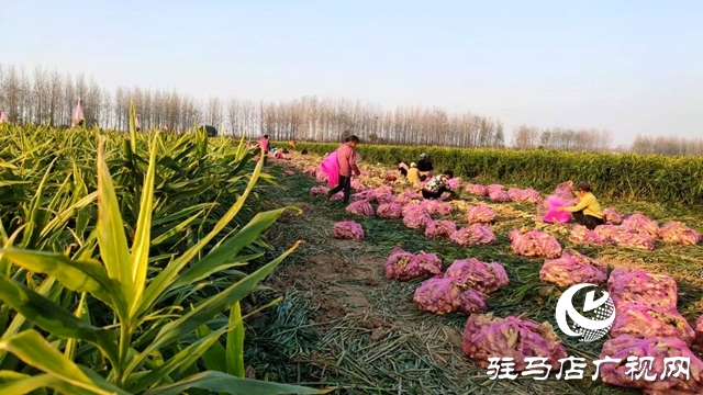 平舆县东皇街道：千亩生姜喜获丰收 村民致富“姜”来可期