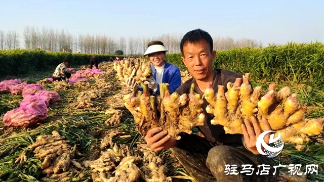 平舆县东皇街道：千亩生姜喜获丰收 村民致富“姜”来可期