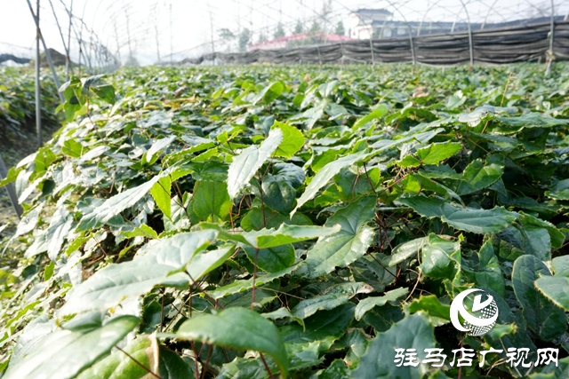 平舆县：借力“中国药谷”建设 发展药材种植产业