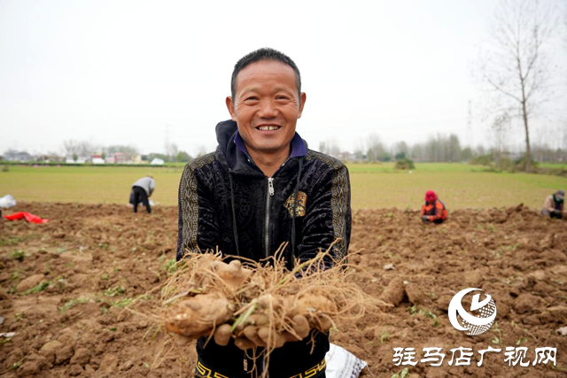 平舆县：借力“中国药谷”建设 发展药材种植产业