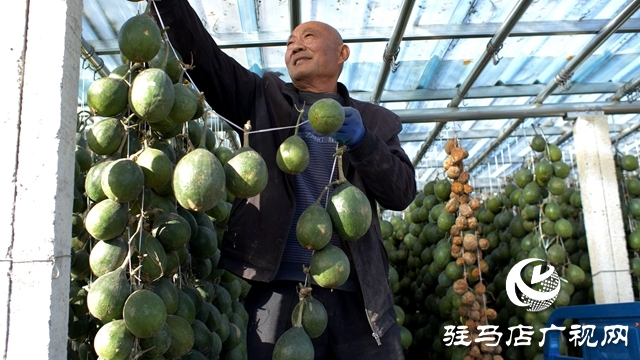 小瓜蒌种出乡村振兴“大产业”
