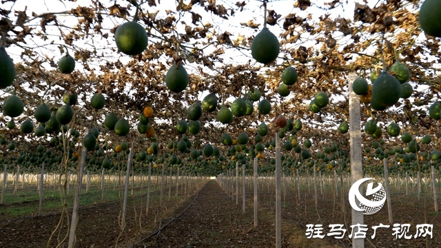 小瓜蒌种出乡村振兴“大产业”