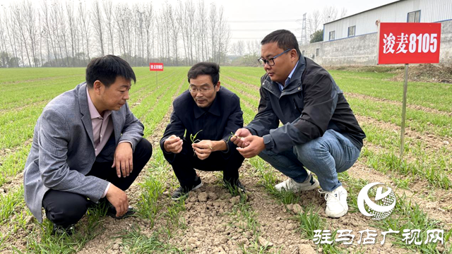 专家田间来指导 种粮大户有底气