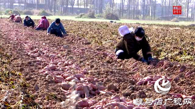 上蔡县小岳寺乡：甜蜜事业无限好