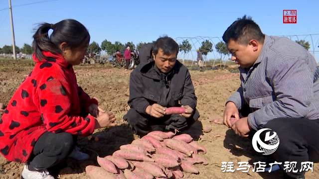 上蔡县小岳寺乡：甜蜜事业无限好