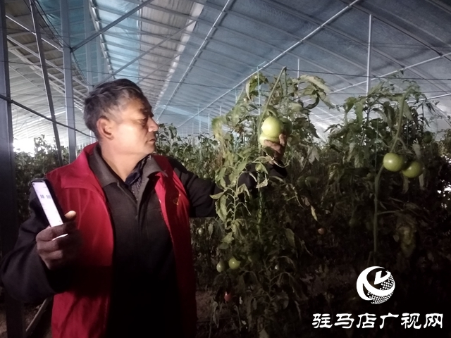 正阳县：“棚专家”开启多产业种植模式
