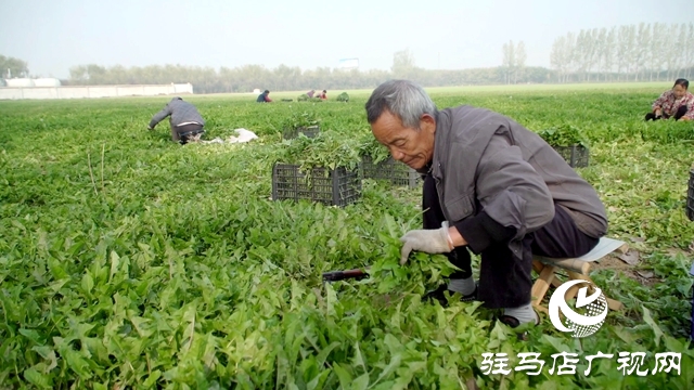 西平县：蒲公英种植托起乡村振兴梦