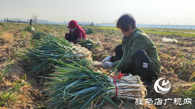 西平县：菜农大葱上市 融媒记者助销