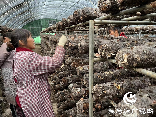 确山县石滚河：发展羊肚菌种植 助推乡村振兴