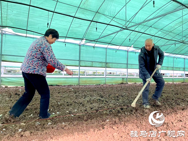 确山县石滚河：发展羊肚菌种植 助推乡村振兴