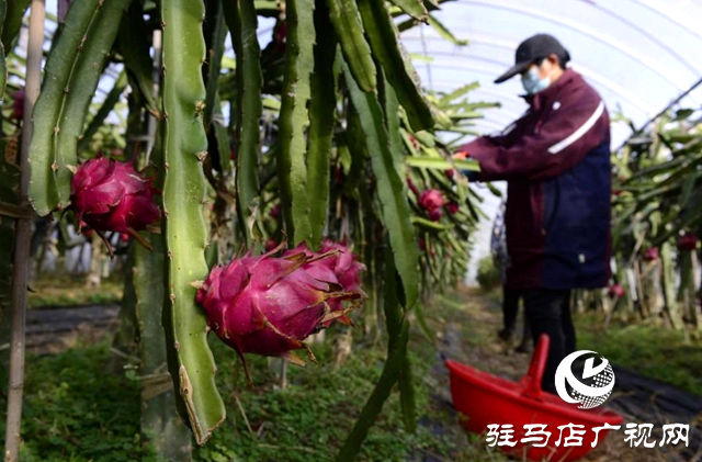 汝南县：火龙果“映红”乡村振兴路