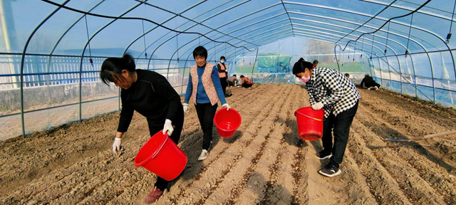 确山县留庄镇柴庄村：羊肚菌种植为乡村振兴蓄力赋能