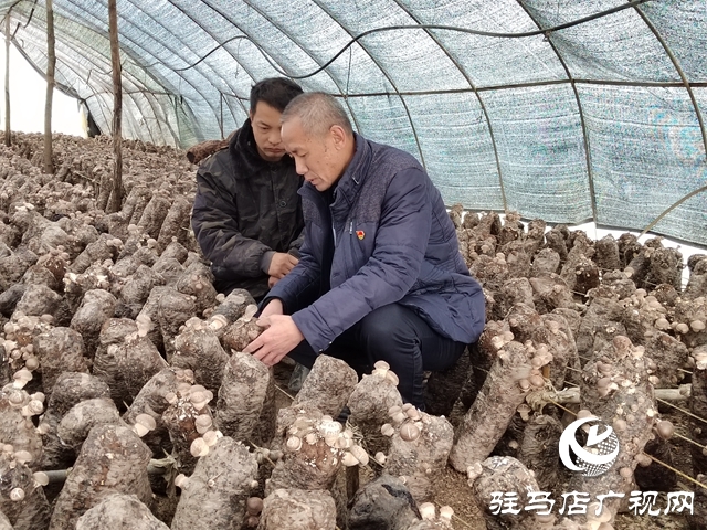 泌阳县铜山乡：特色种植让“荒山”变致富“宝地”